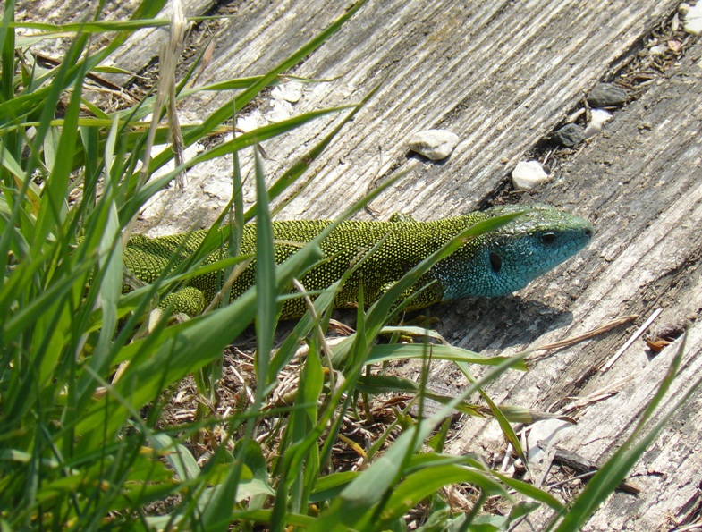 gekko