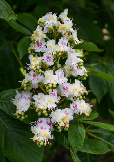 35-Aesculus-baumanni-flower-393x590