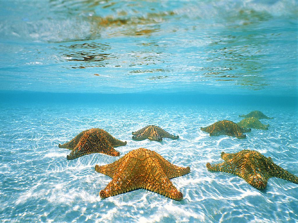 tropusi-szigetek-06-tengeri-csillag